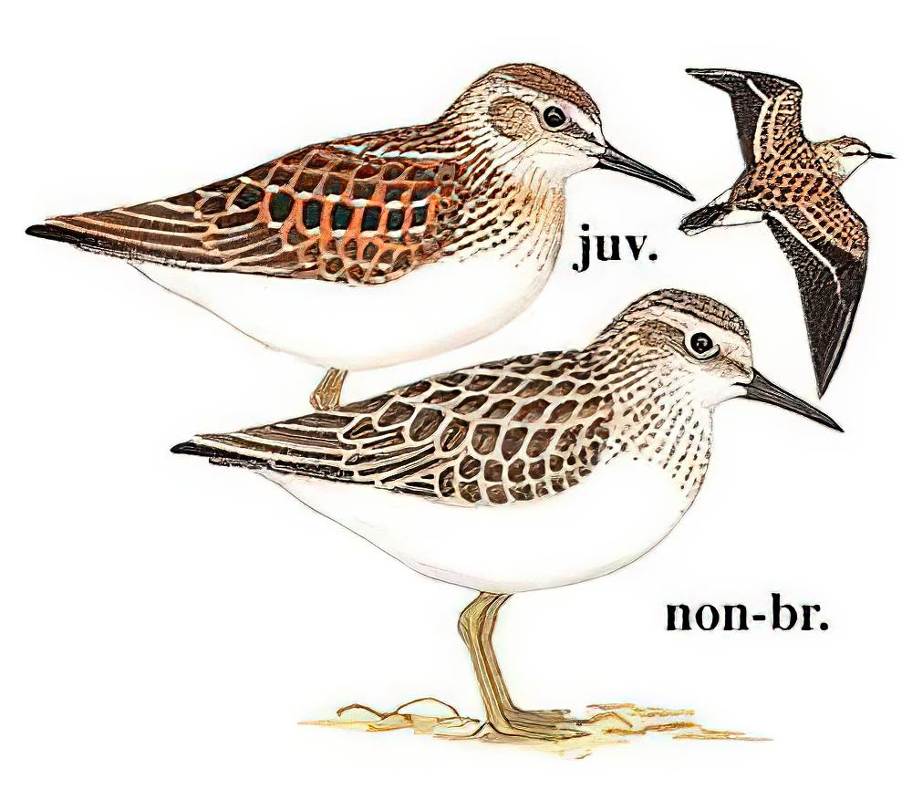 姬滨鹬 / Least Sandpiper / Calidris minutilla