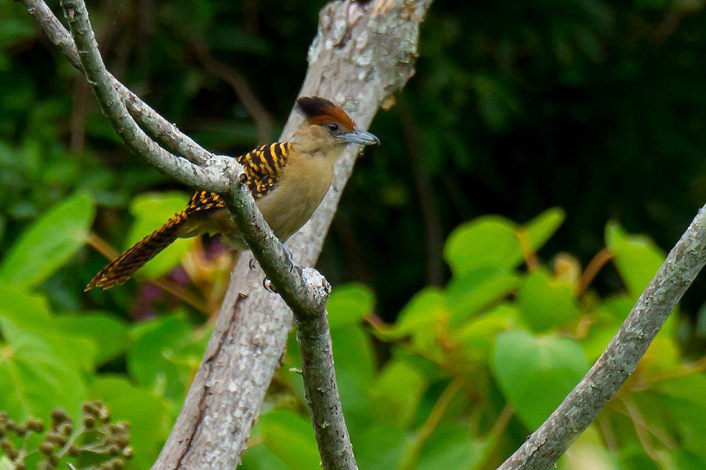 巨蚁鵙 / Giant Antshrike / Batara cinerea