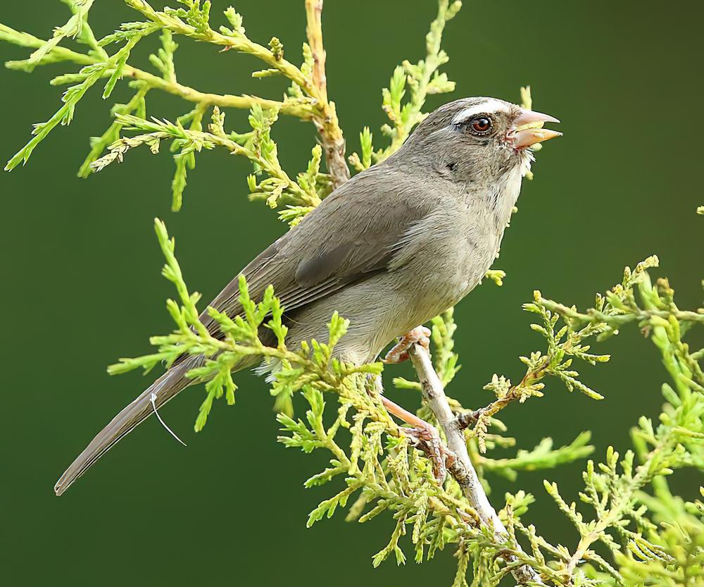 褐腰丝雀 / Brown-rumped Seedeater / Crithagra tristriata