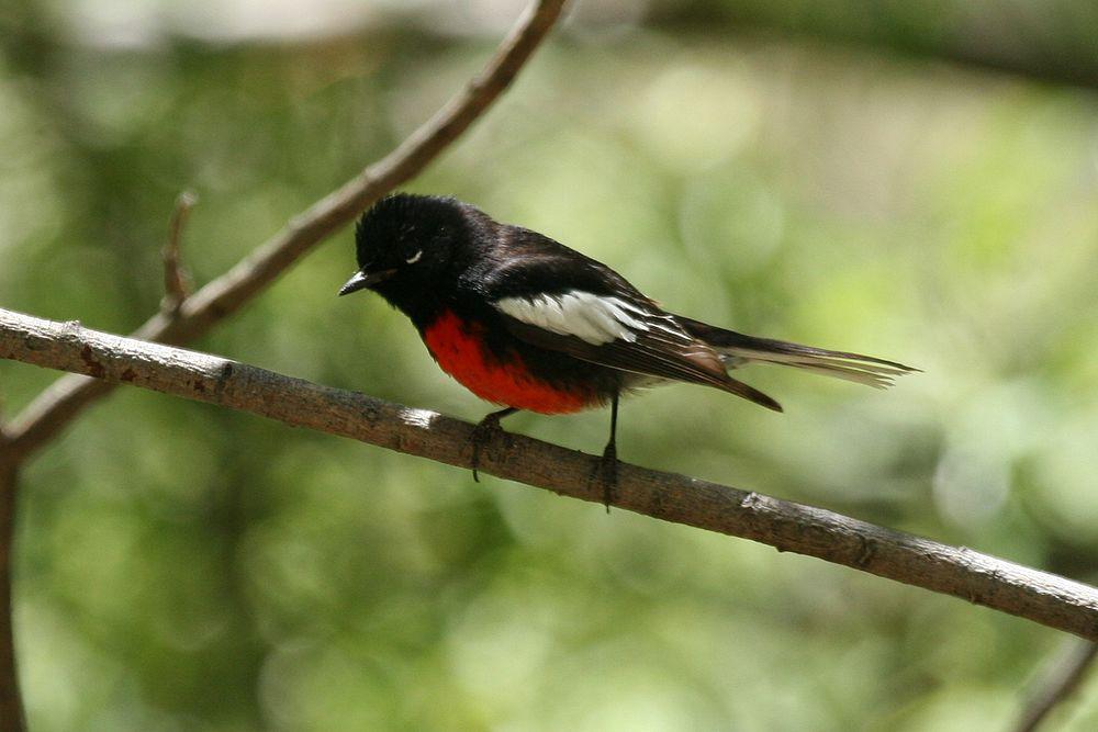 彩鸲莺 / Painted Whitestart / Myioborus pictus