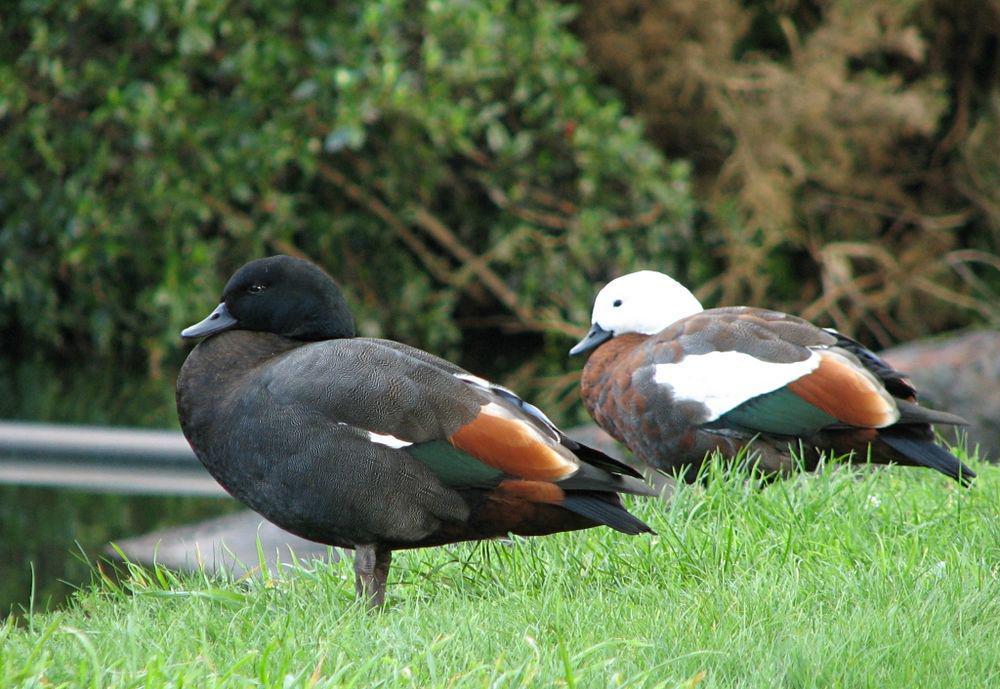 黑胸麻鸭 / Paradise Shelduck / Tadorna variegata