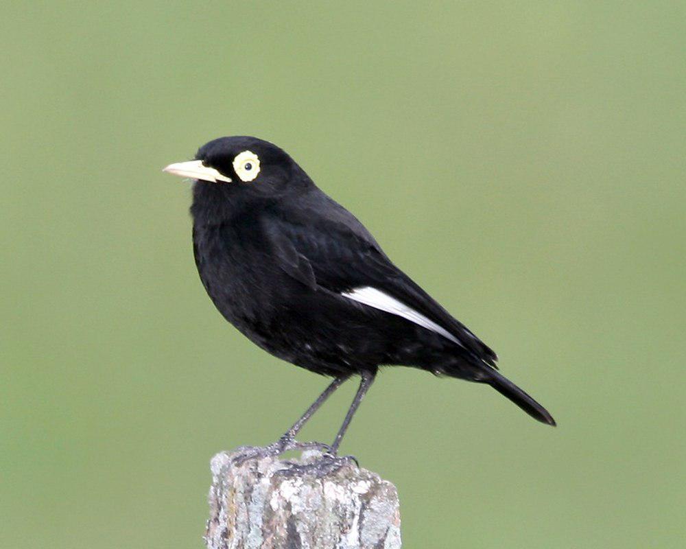 斑眼霸鹟 / Spectacled Tyrant / Hymenops perspicillatus