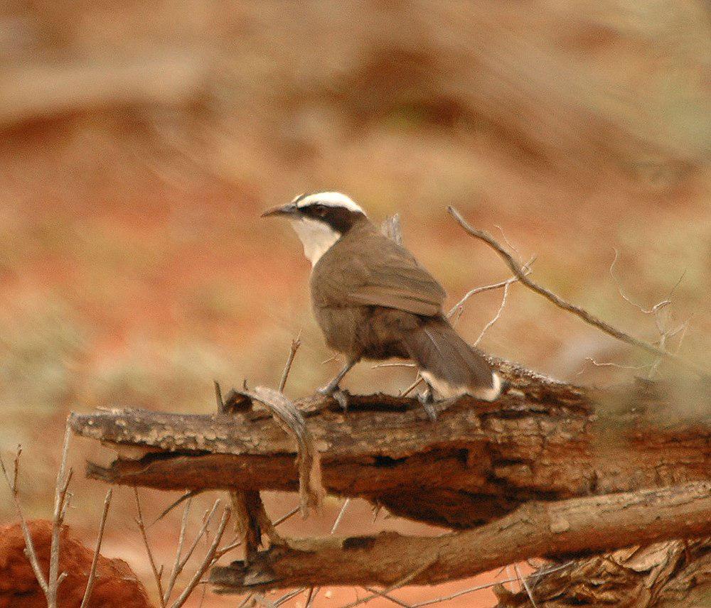 哈氏弯嘴鹛 / Hall\'s Babbler / Pomatostomus halli