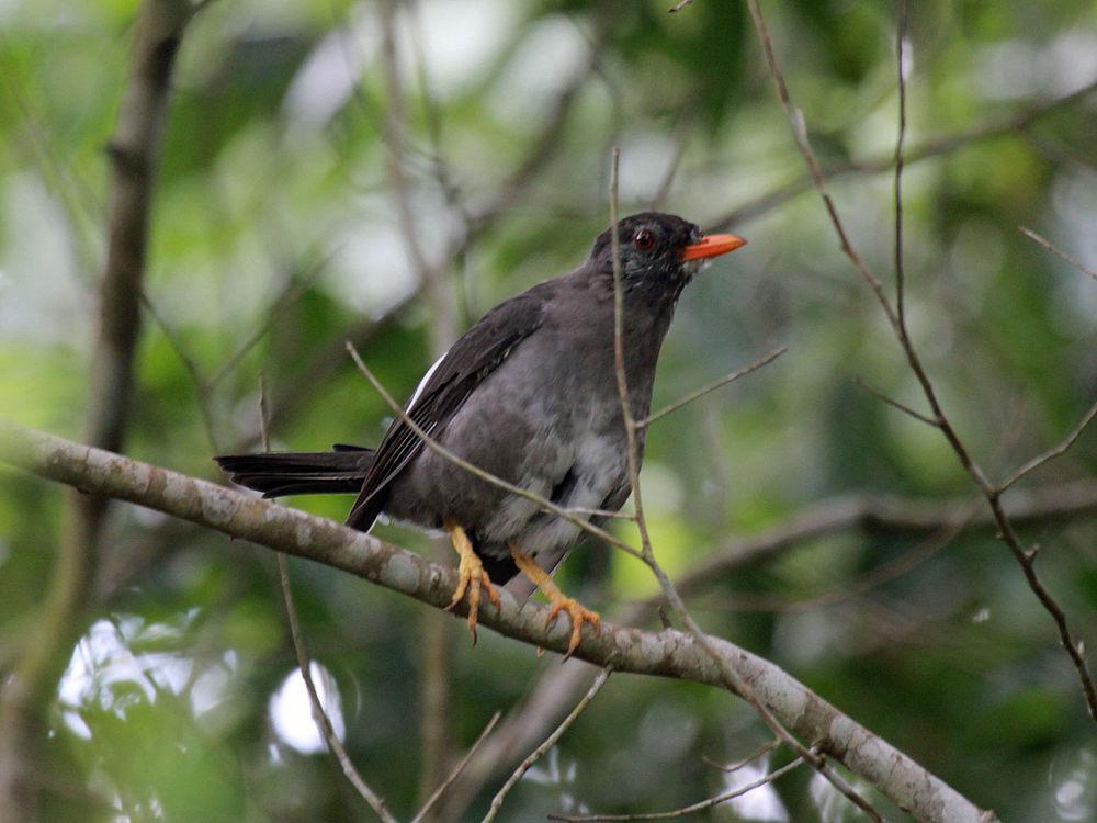 白颏鸫 / White-chinned Thrush / Turdus aurantius