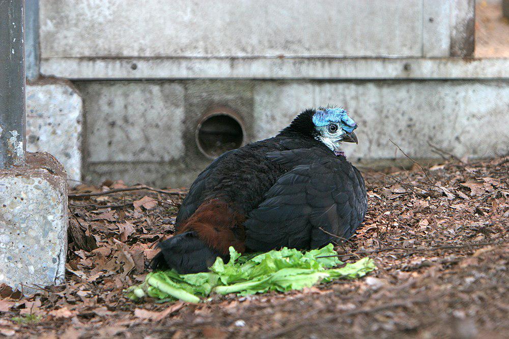 肉垂塚雉 / Wattled Brushturkey / Aepypodius arfakianus