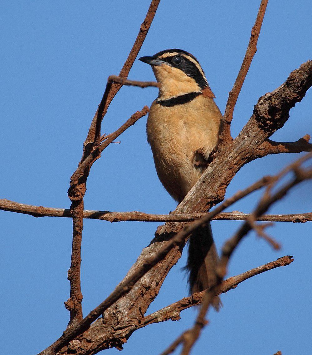 领月胸窜鸟 / Collared Crescentchest / Melanopareia torquata