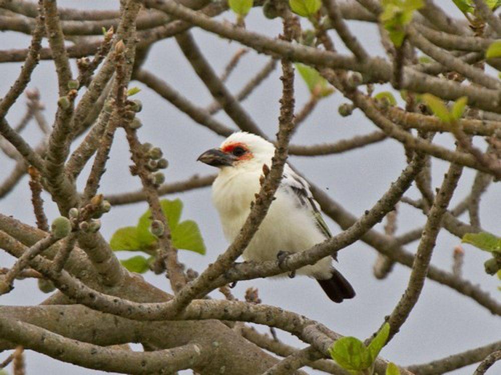 查氏拟䴕 / Chaplin\'s Barbet / Lybius chaplini