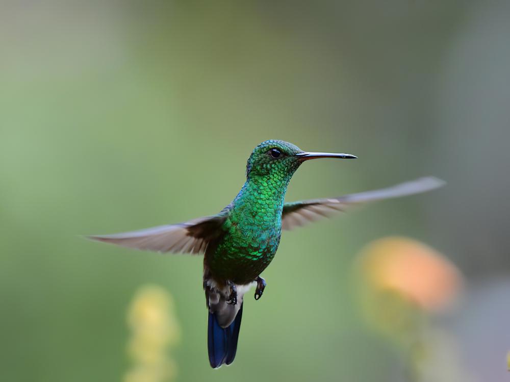 蓝臀蜂鸟 / Blue-vented Hummingbird / Saucerottia hoffmanni