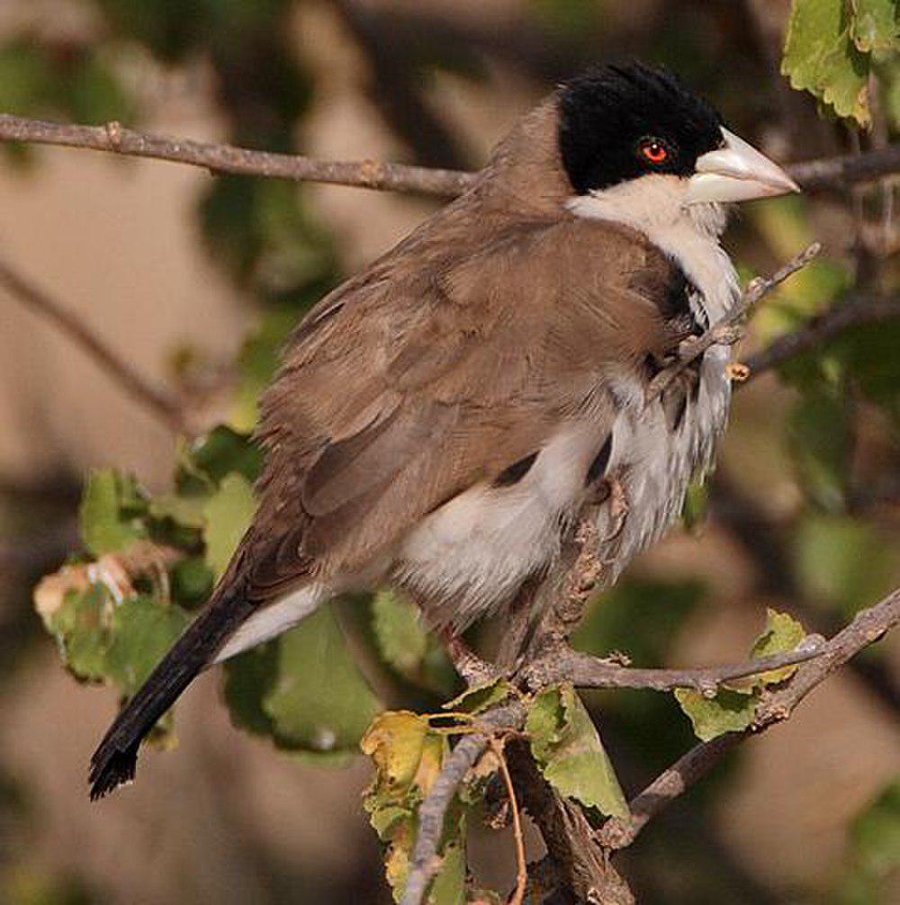 黑头群织雀 / Black-capped Social Weaver / Pseudonigrita cabanisi