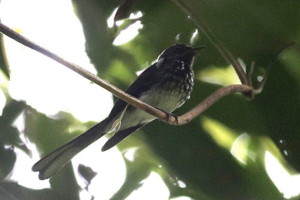 珠点扇尾鹟 / Spotted Fantail / Rhipidura perlata