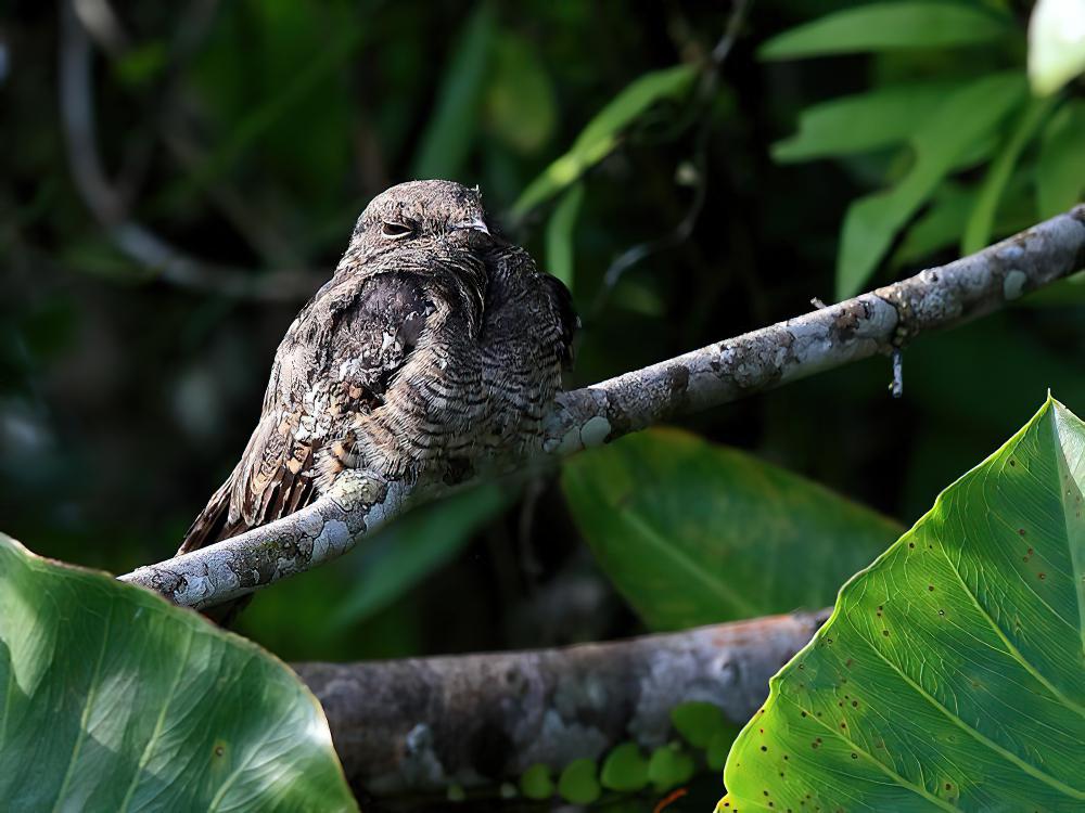 梯尾夜鹰 / Ladder-tailed Nightjar / Hydropsalis climacocerca