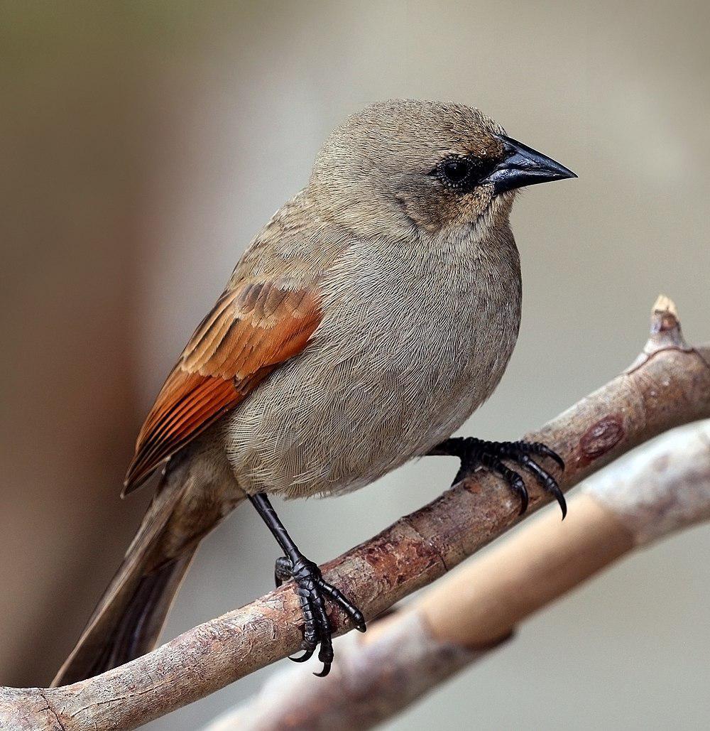 栗翅牛鹂 / Greyish Baywing / Agelaioides badius