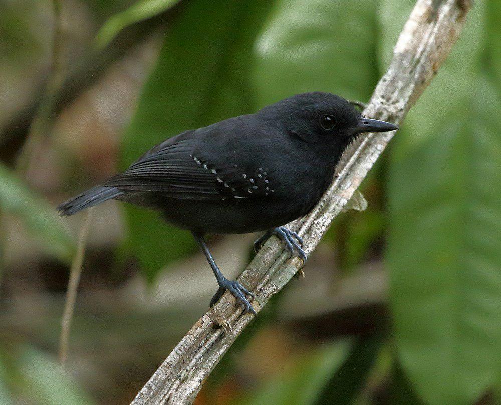 铅色蚁鵙 / Plumbeous Antvireo / Dysithamnus plumbeus