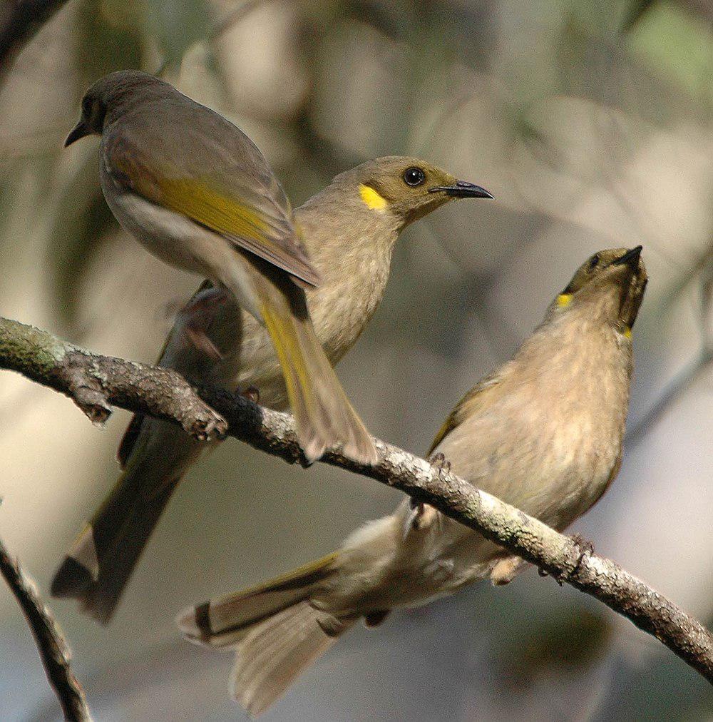 黄翅灰吸蜜鸟 / Fuscous Honeyeater / Ptilotula fusca