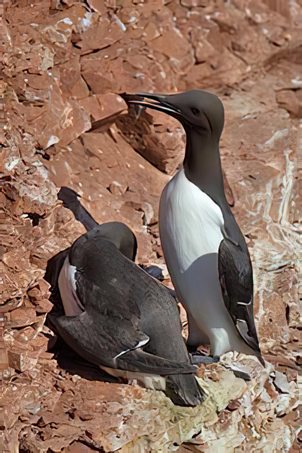 崖海鸦 / Common Murre / Uria aalge