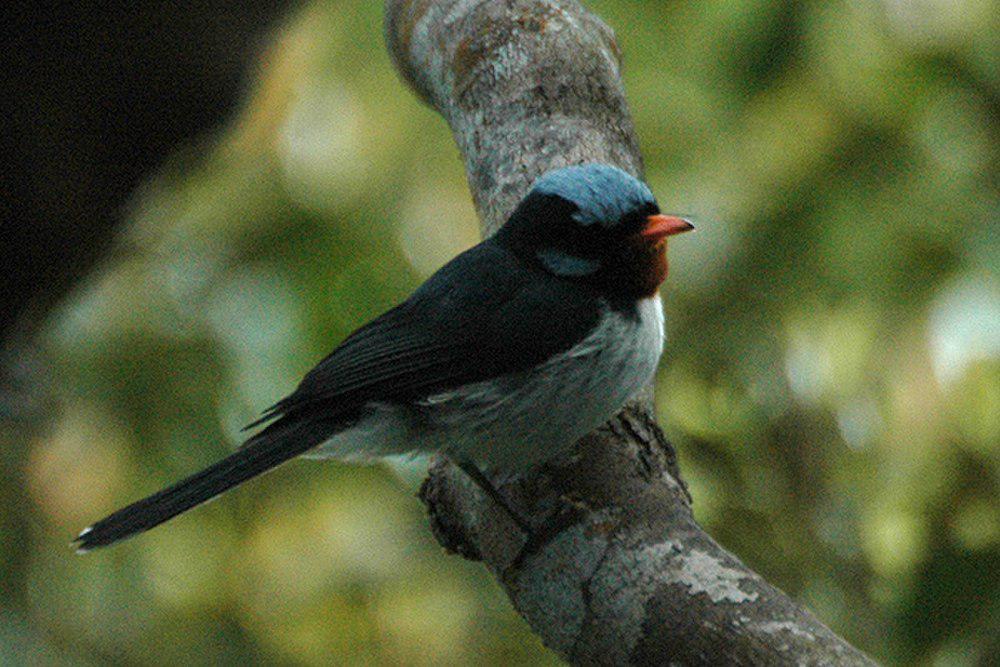 蓝冠阔嘴鹟 / Azure-crested Flycatcher / Myiagra azureocapilla