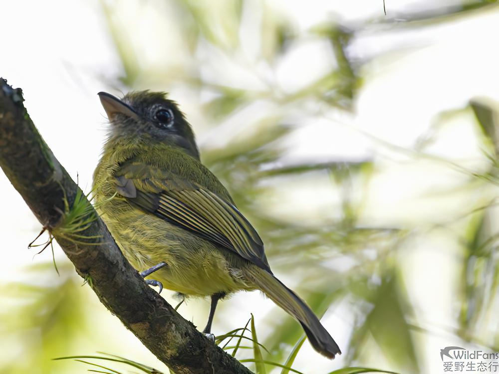 眼环扁嘴霸鹟 / Eye-ringed Flatbill / Rhynchocyclus brevirostris