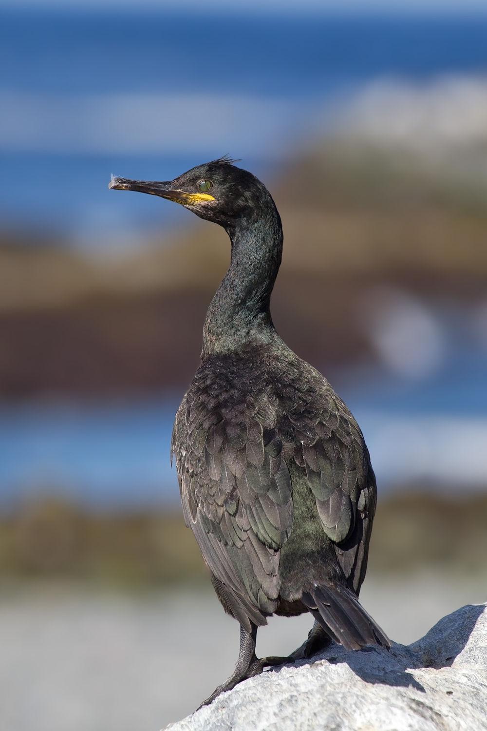 欧鸬鹚 / European Shag / Phalacrocorax aristotelis