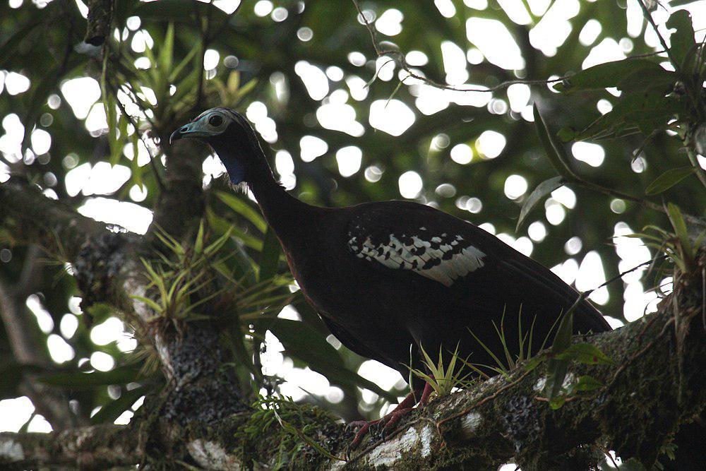 鸣冠雉 / Trinidad Piping Guan / Pipile pipile