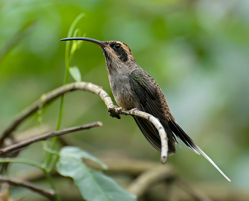 鳞喉隐蜂鸟 / Scale-throated Hermit / Phaethornis eurynome