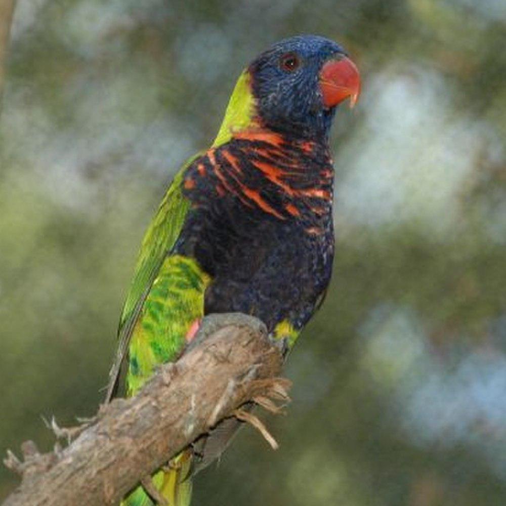 比亚克彩虹鹦鹉 / Biak Lorikeet / Trichoglossus rosenbergii