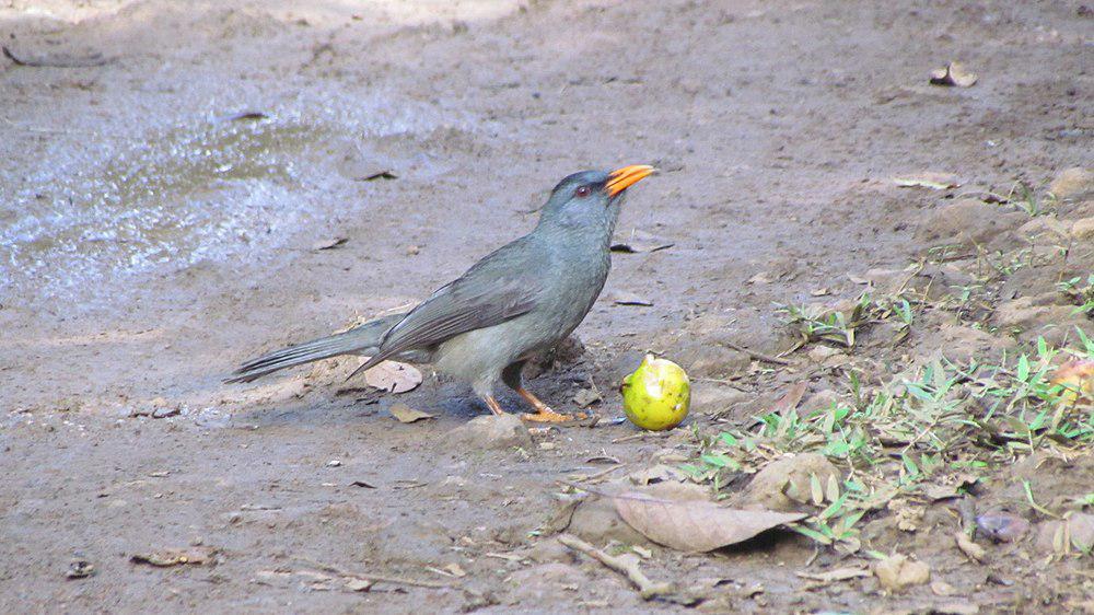 毛里求斯短脚鹎 / Mauritius Bulbul / Hypsipetes olivaceus