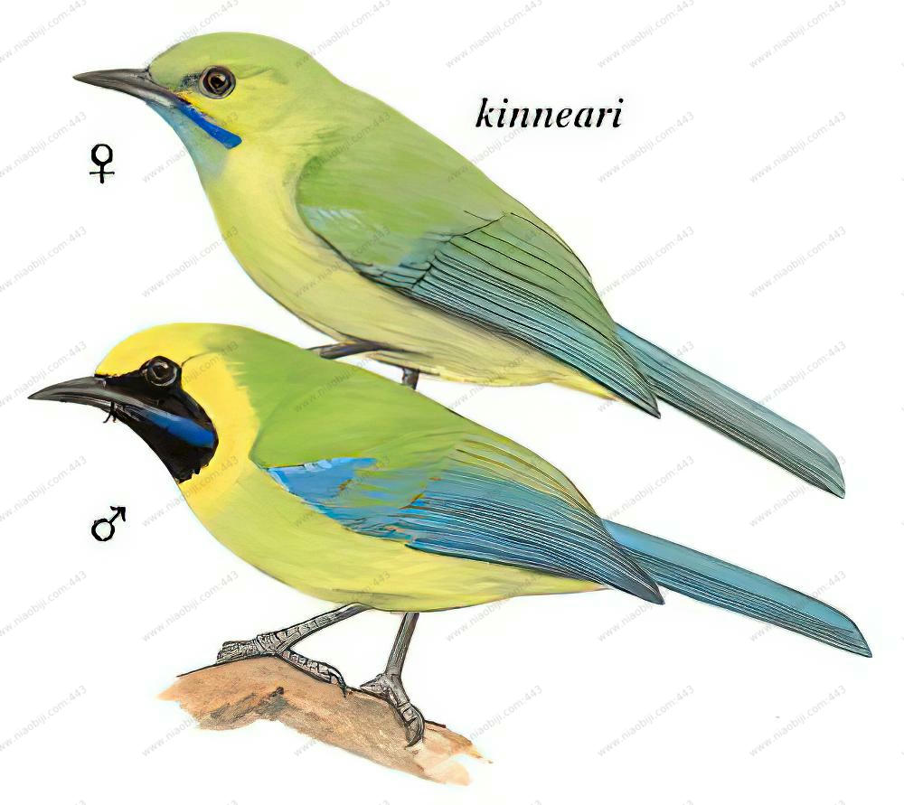 蓝翅叶鹎 / Blue-winged Leafbird / Chloropsis cochinchinensis