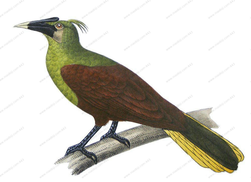 亚马孙拟椋鸟 / Olive Oropendola / Psarocolius bifasciatus