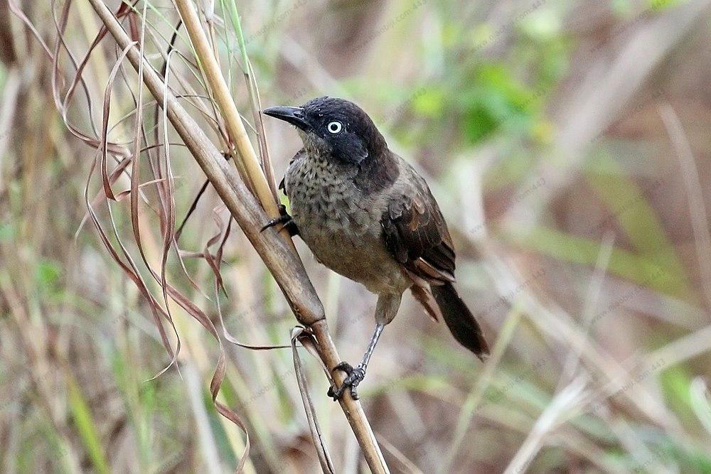 黑头鸫鹛 / Blackcap Babbler / Turdoides reinwardtii