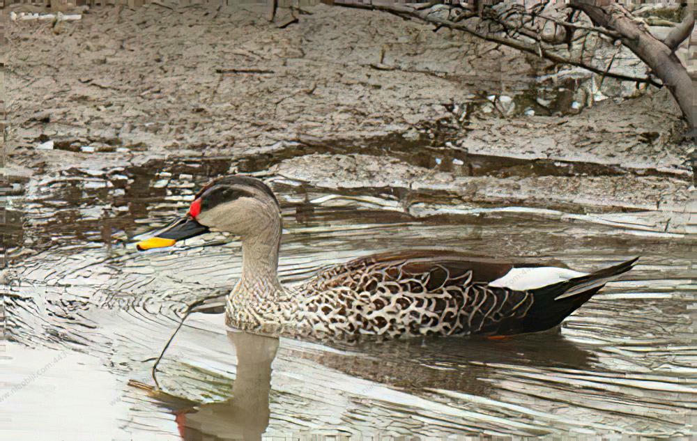 印缅斑嘴鸭 / Indian Spot-billed Duck / Anas poecilorhyncha