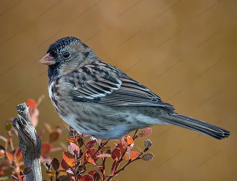 赫氏带鹀 / Harris\'s Sparrow / Zonotrichia querula