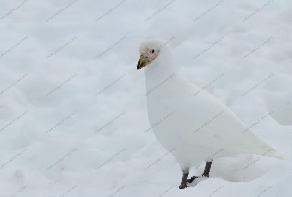 白鞘嘴鸥 / Snowy Sheathbill / Chionis albus