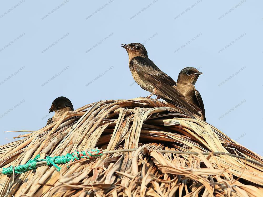 灰胸崖燕 / Grey-breasted Martin / Progne chalybea