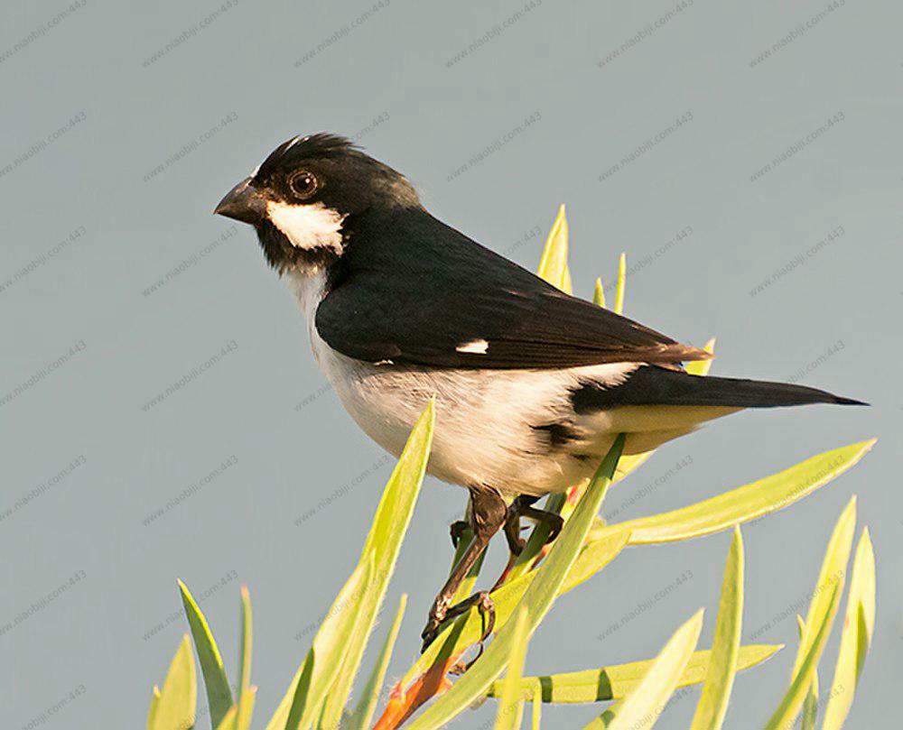 白颊食籽雀 / Lined Seedeater / Sporophila lineola