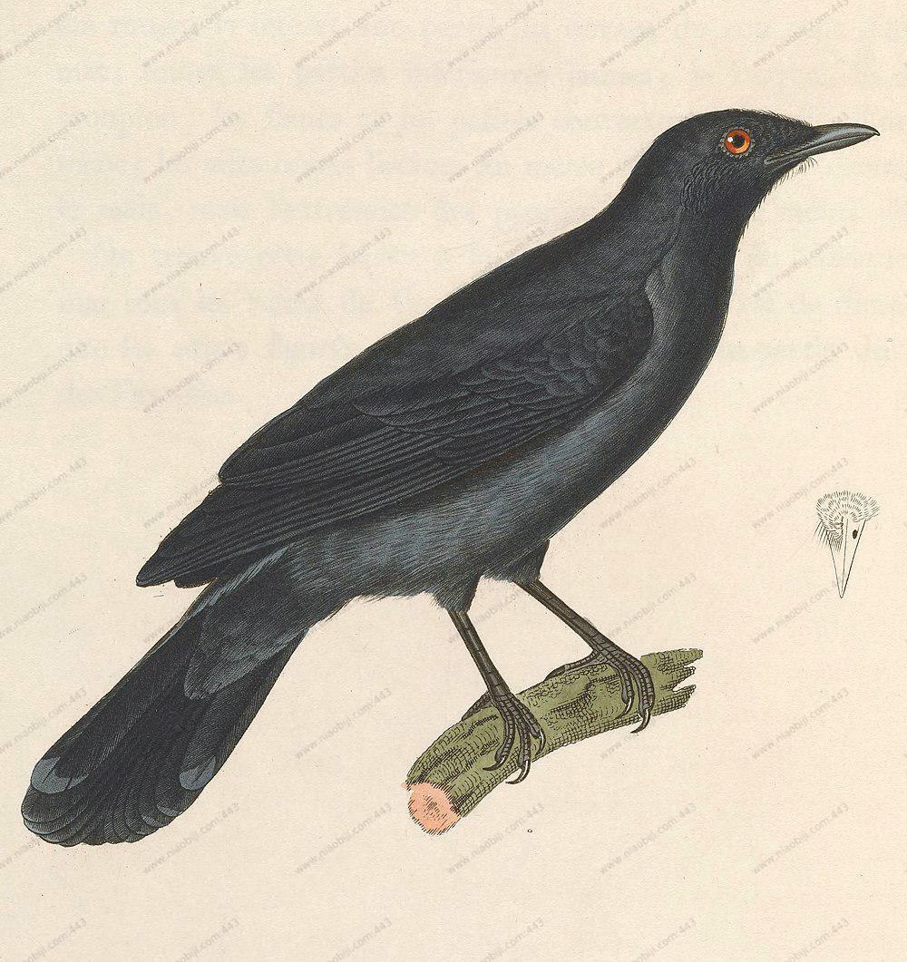 缨鹃鵙 / Lesser Cuckooshrike / Lalage fimbriata