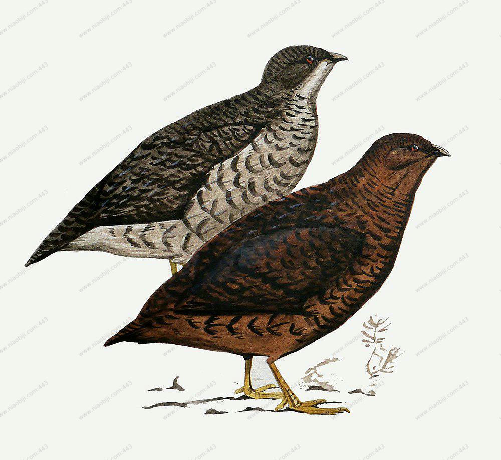 雪山鹑 / Snow Mountain Quail / Anurophasis monorthonyx