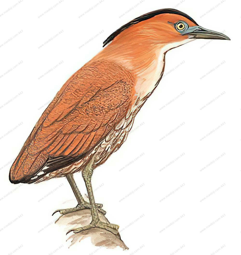 黑冠鳽 / Malayan Night Heron / Gorsachius melanolophus