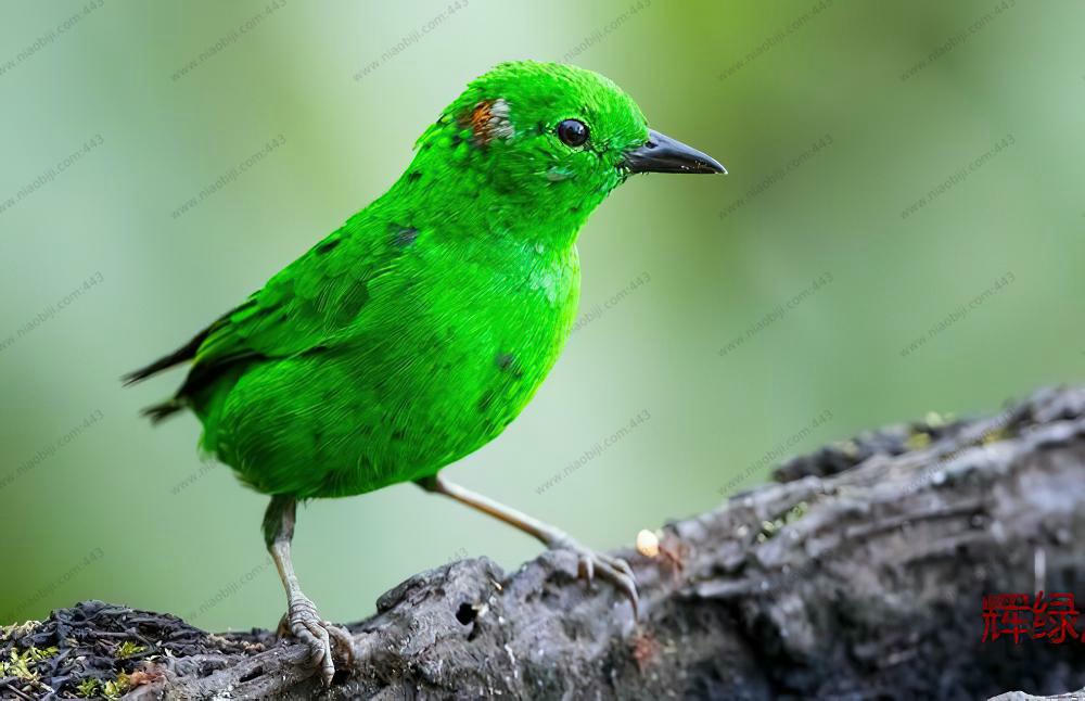 辉绿雀 / Glistening-green Tanager / Chlorochrysa phoenicotis