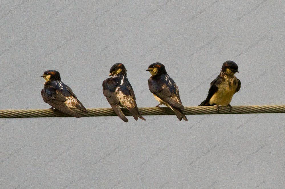 普氏燕 / Preuss\'s Cliff Swallow / Petrochelidon preussi