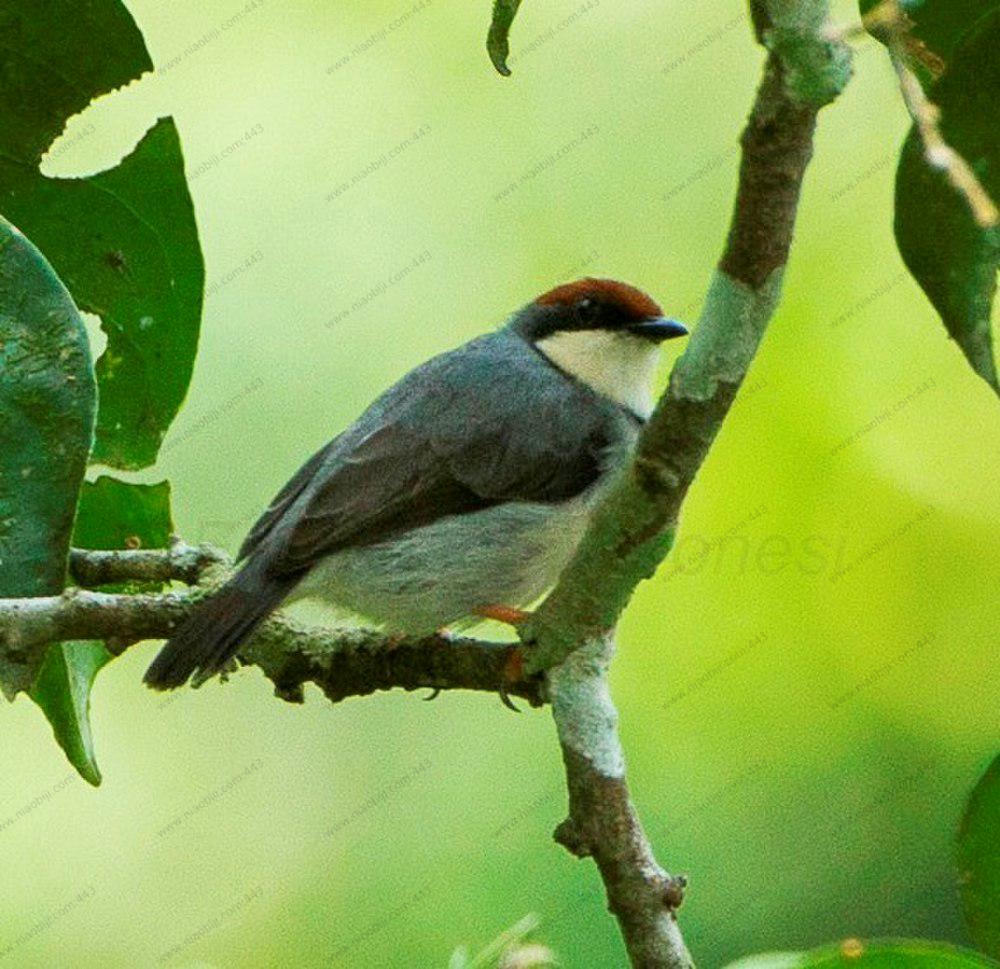 褐冠孤莺 / Rufous-crowned Eremomela / Eremomela badiceps