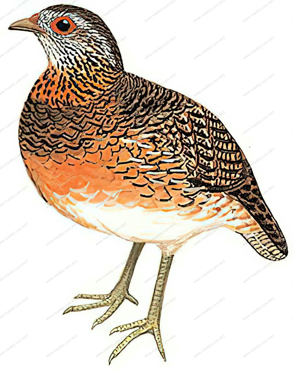 绿脚树鹧鸪 / Green-legged Partridge / Tropicoperdix chloropus