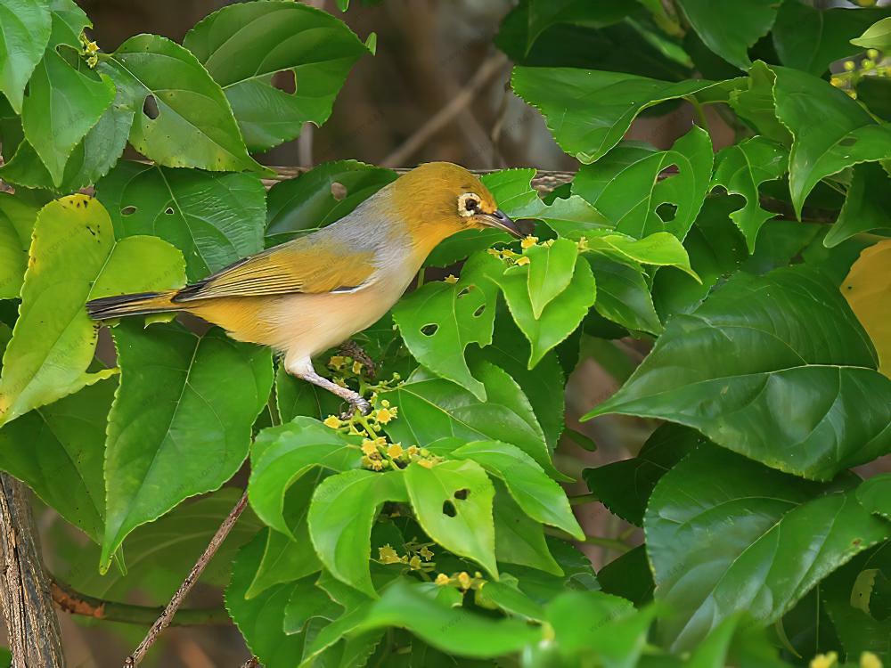 灰胸绣眼鸟 / Silvereye / Zosterops lateralis