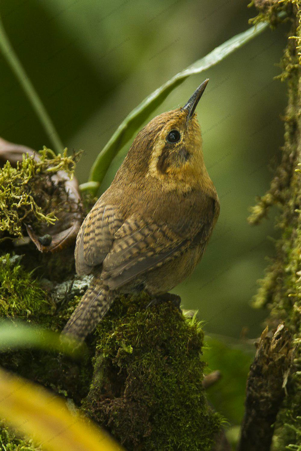 山鹪鹩 / Mountain Wren / Troglodytes solstitialis