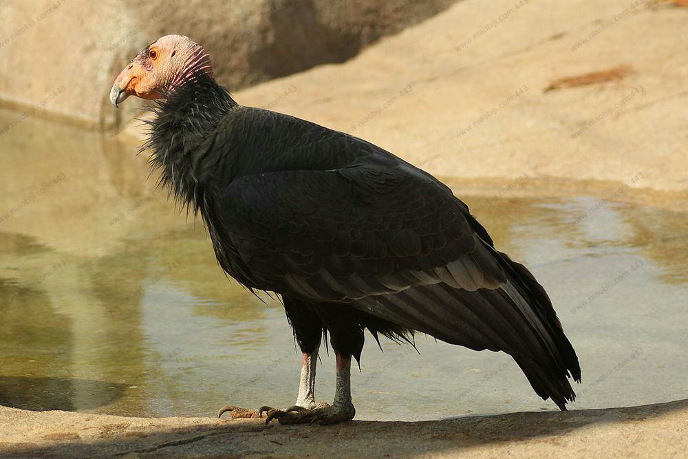 加州神鹫 / California Condor / Gymnogyps californianus