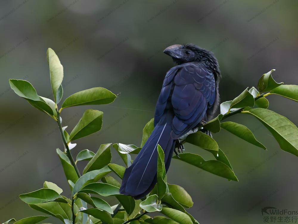 沟嘴犀鹃 / Groove-billed Ani / Crotophaga sulcirostris