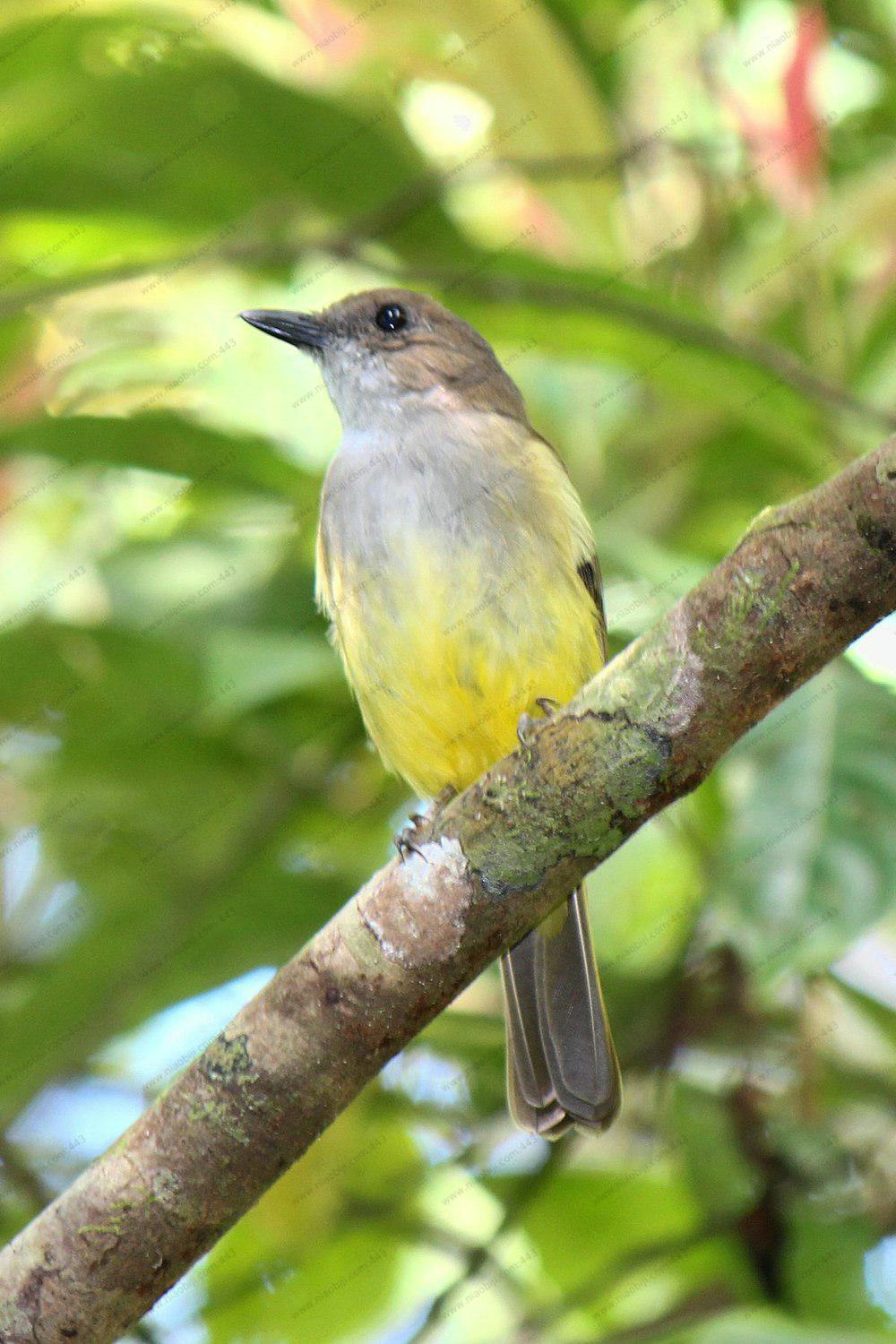 硫磺腹啸鹟 / Sulphur-vented Whistler / Pachycephala sulfuriventer