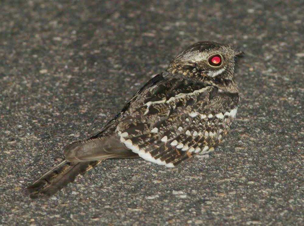 方尾夜鹰 / Square-tailed Nightjar / Caprimulgus fossii