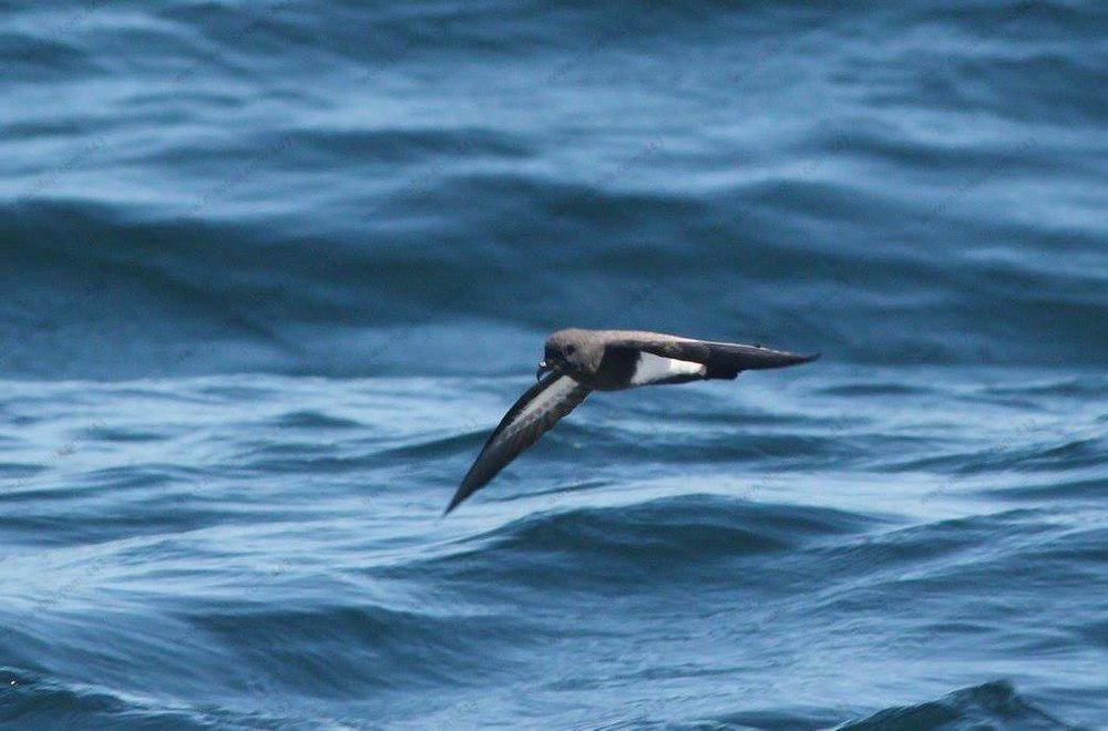 黑腹舰海燕 / Black-bellied Storm Petrel / Fregetta tropica