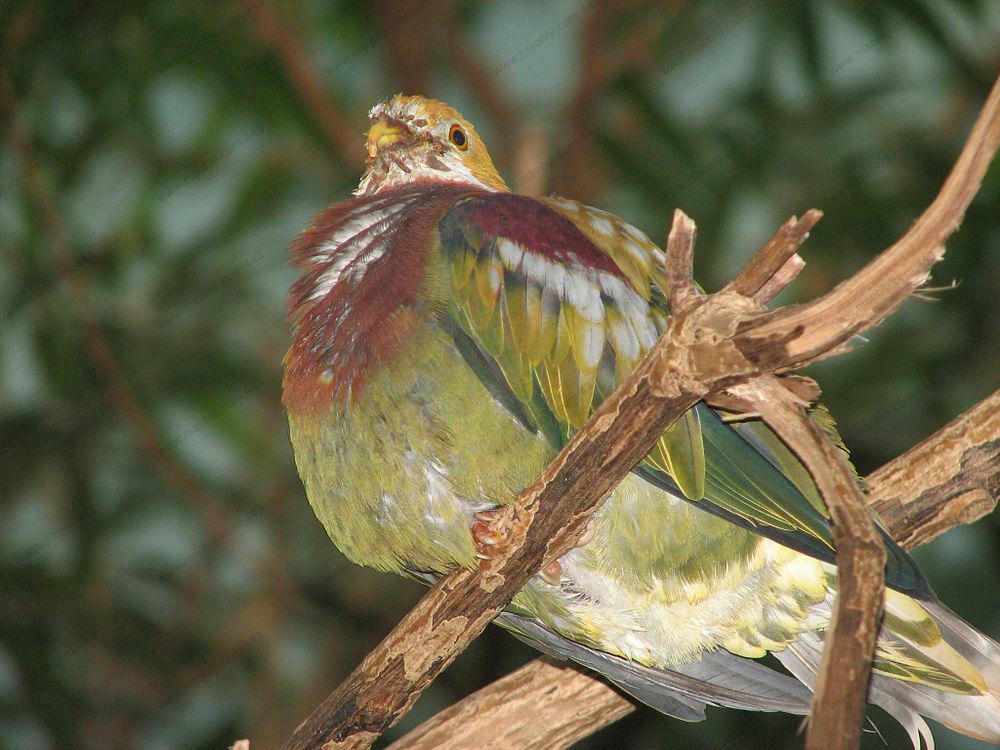 丽色果鸠 / Ornate Fruit Dove / Ptilinopus ornatus